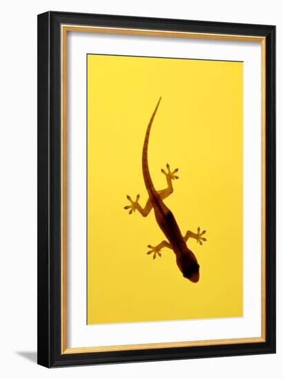 A Juvenile Common (Spiny-Tailed) House Gecko Hunts-Andrey Zvoznikov-Framed Photographic Print