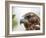 A juvenile Galapagos hawk (Buteo galapagoensis), Rabida Island, Galapagos, Ecuador, South America-Michael Nolan-Framed Photographic Print