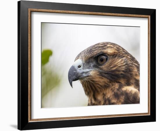 A juvenile Galapagos hawk (Buteo galapagoensis), Rabida Island, Galapagos, Ecuador, South America-Michael Nolan-Framed Photographic Print