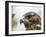 A juvenile Galapagos hawk (Buteo galapagoensis), Rabida Island, Galapagos, Ecuador, South America-Michael Nolan-Framed Photographic Print