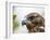 A juvenile Galapagos hawk (Buteo galapagoensis), Rabida Island, Galapagos, Ecuador, South America-Michael Nolan-Framed Photographic Print