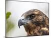 A juvenile Galapagos hawk (Buteo galapagoensis), Rabida Island, Galapagos, Ecuador, South America-Michael Nolan-Mounted Photographic Print