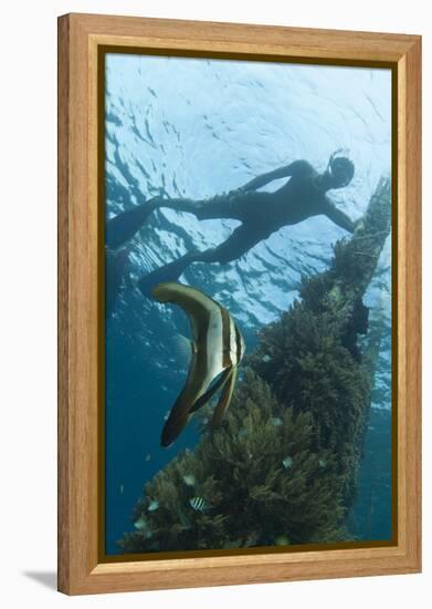 A Juvenile Golden Spadefish Whilst a Local Villager Watches from the Surface-null-Framed Premier Image Canvas