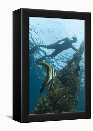 A Juvenile Golden Spadefish Whilst a Local Villager Watches from the Surface-null-Framed Premier Image Canvas