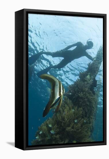 A Juvenile Golden Spadefish Whilst a Local Villager Watches from the Surface-null-Framed Premier Image Canvas