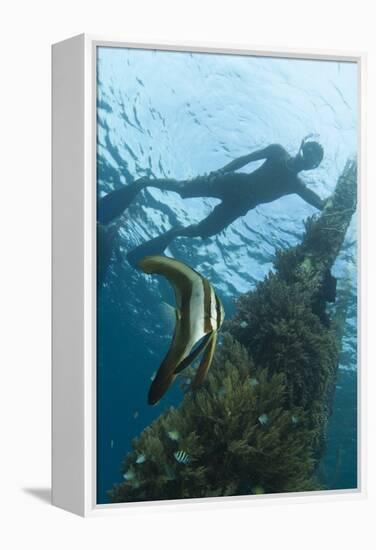 A Juvenile Golden Spadefish Whilst a Local Villager Watches from the Surface-null-Framed Premier Image Canvas