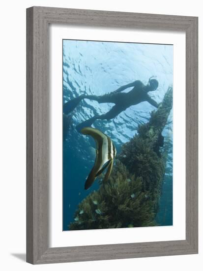 A Juvenile Golden Spadefish Whilst a Local Villager Watches from the Surface-null-Framed Photographic Print