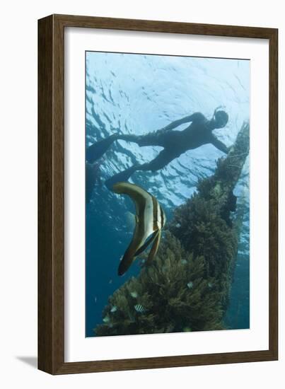 A Juvenile Golden Spadefish Whilst a Local Villager Watches from the Surface-null-Framed Photographic Print