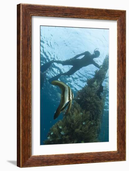 A Juvenile Golden Spadefish Whilst a Local Villager Watches from the Surface-null-Framed Photographic Print