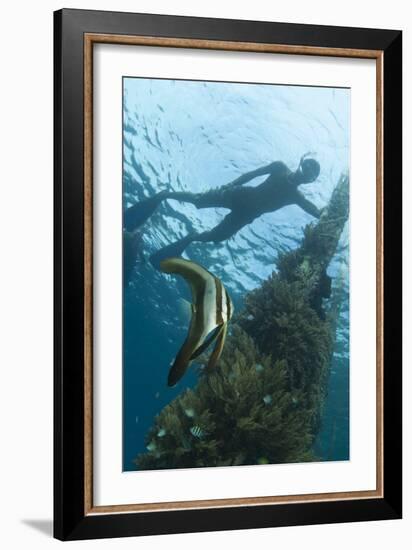 A Juvenile Golden Spadefish Whilst a Local Villager Watches from the Surface-null-Framed Photographic Print