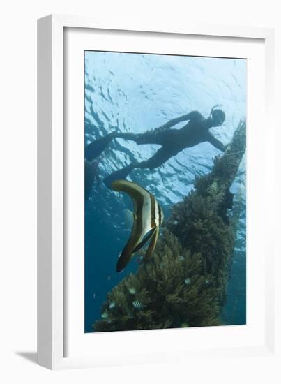 A Juvenile Golden Spadefish Whilst a Local Villager Watches from the Surface-null-Framed Photographic Print