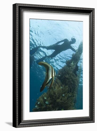 A Juvenile Golden Spadefish Whilst a Local Villager Watches from the Surface-null-Framed Photographic Print