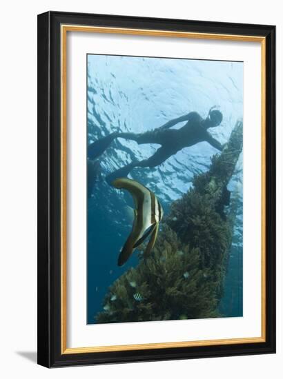 A Juvenile Golden Spadefish Whilst a Local Villager Watches from the Surface-null-Framed Photographic Print