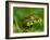 A juvenile jacare caiman (Caiman yacare), at night in Pouso Allegre, Mato Grosso, Pantanal, Brazil-Michael Nolan-Framed Photographic Print