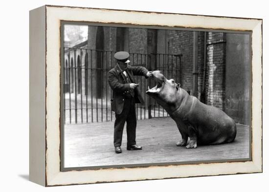 A Keeper, Ernie Bowman, and Bobbie the Hippopotamus at London Zoo, 1923-Frederick William Bond-Framed Premier Image Canvas