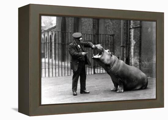 A Keeper, Ernie Bowman, and Bobbie the Hippopotamus at London Zoo, 1923-Frederick William Bond-Framed Premier Image Canvas