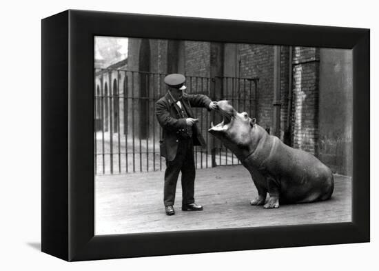 A Keeper, Ernie Bowman, and Bobbie the Hippopotamus at London Zoo, 1923-Frederick William Bond-Framed Premier Image Canvas