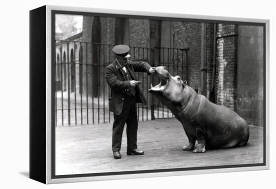 A Keeper, Ernie Bowman, and Bobbie the Hippopotamus at London Zoo, 1923-Frederick William Bond-Framed Premier Image Canvas