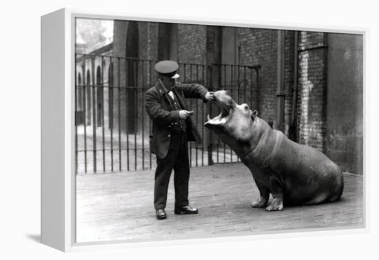 A Keeper, Ernie Bowman, and Bobbie the Hippopotamus at London Zoo, 1923-Frederick William Bond-Framed Premier Image Canvas