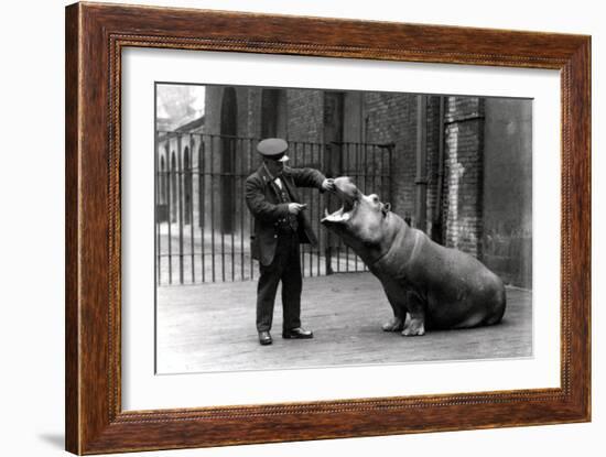 A Keeper, Ernie Bowman, and Bobbie the Hippopotamus at London Zoo, 1923-Frederick William Bond-Framed Photographic Print