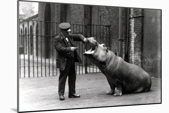 A Keeper, Ernie Bowman, and Bobbie the Hippopotamus at London Zoo, 1923-Frederick William Bond-Mounted Photographic Print