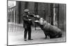 A Keeper, Ernie Bowman, and Bobbie the Hippopotamus at London Zoo, 1923-Frederick William Bond-Mounted Photographic Print