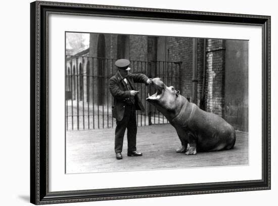 A Keeper, Ernie Bowman, and Bobbie the Hippopotamus at London Zoo, 1923-Frederick William Bond-Framed Photographic Print