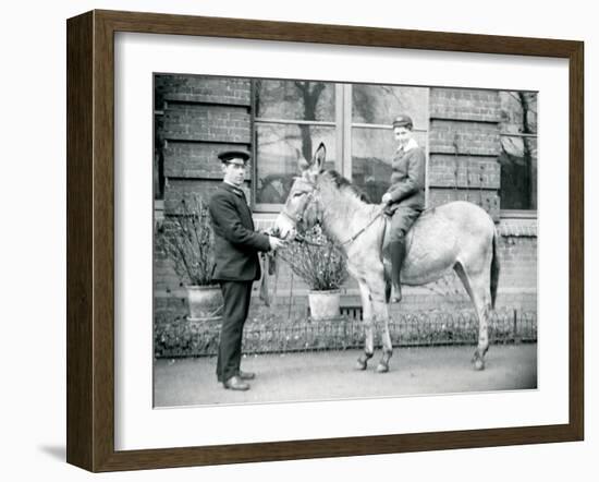 A Keeper Leads an Ass, Which Is Being Ridden by a Boy, London Zoo, June 1913-Frederick William Bond-Framed Photographic Print