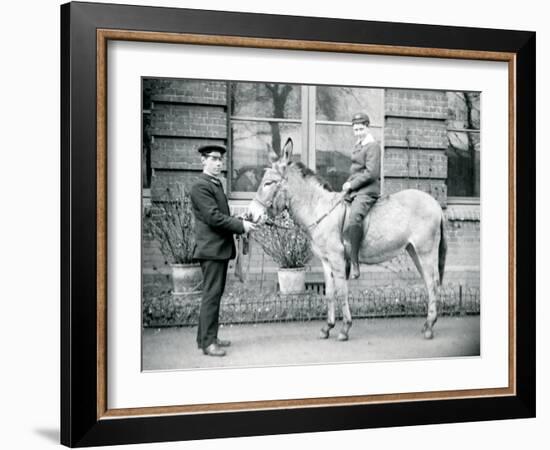 A Keeper Leads an Ass, Which Is Being Ridden by a Boy, London Zoo, June 1913-Frederick William Bond-Framed Photographic Print