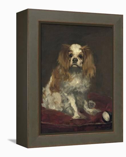 A King Charles Spaniel, 1866-Edouard Manet-Framed Stretched Canvas