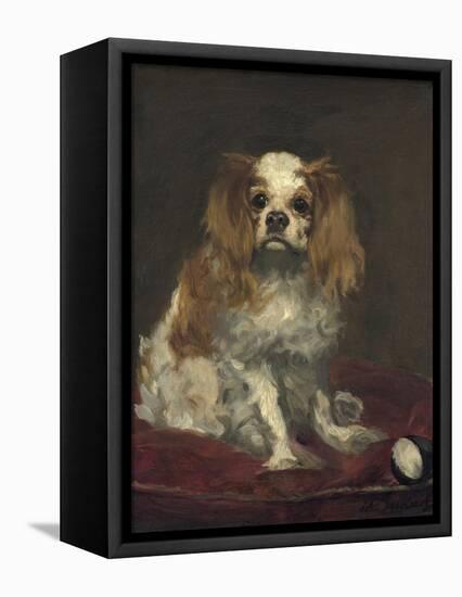 A King Charles Spaniel, 1866-Edouard Manet-Framed Stretched Canvas