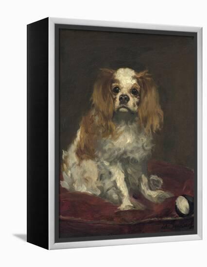 A King Charles Spaniel, 1866-Edouard Manet-Framed Stretched Canvas