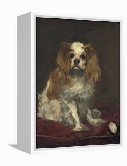 A King Charles Spaniel, 1866-Edouard Manet-Framed Stretched Canvas
