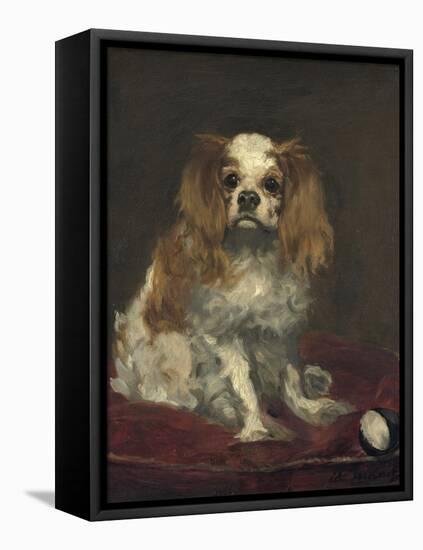 A King Charles Spaniel, c.1866-Edouard Manet-Framed Premier Image Canvas