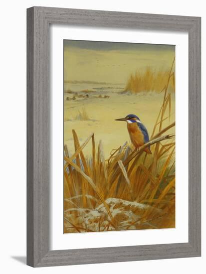 A Kingfisher Amongst Reeds in Winter, 1901-Archibald Thorburn-Framed Giclee Print