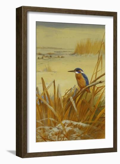 A Kingfisher Amongst Reeds in Winter, 1901-Archibald Thorburn-Framed Giclee Print