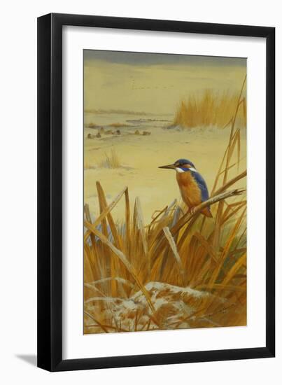 A Kingfisher Amongst Reeds in Winter, 1901-Archibald Thorburn-Framed Giclee Print