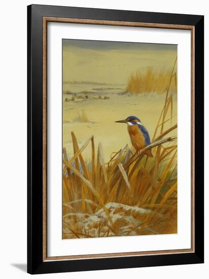 A Kingfisher Amongst Reeds in Winter, 1901-Archibald Thorburn-Framed Giclee Print