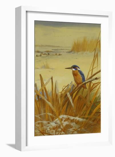 A Kingfisher Amongst Reeds in Winter, 1901-Archibald Thorburn-Framed Giclee Print