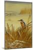 A Kingfisher Amongst Reeds in Winter, 1901-Archibald Thorburn-Mounted Giclee Print