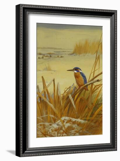 A Kingfisher Amongst Reeds in Winter, 1901-Archibald Thorburn-Framed Giclee Print