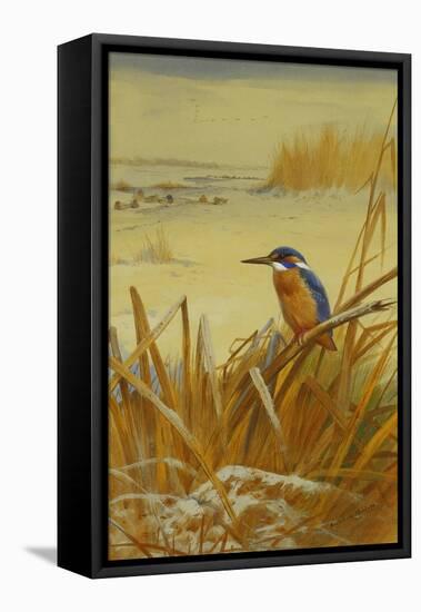 A Kingfisher Amongst Reeds in Winter, 1901-Archibald Thorburn-Framed Premier Image Canvas