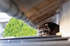 Frightened Raccoon Sits on a Shed Roof in Broad Daylight-A Kiro-Framed Premier Image Canvas