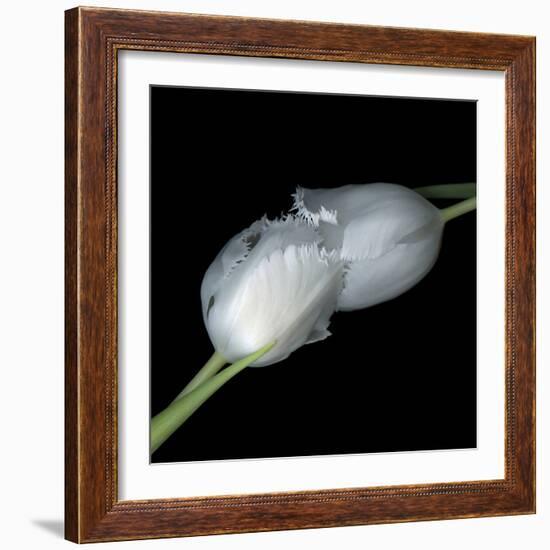 A Kiss To Build A Dream On - Tulips-Magda Indigo-Framed Photographic Print