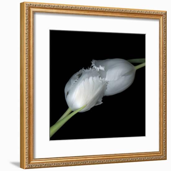 A Kiss To Build A Dream On - Tulips-Magda Indigo-Framed Photographic Print