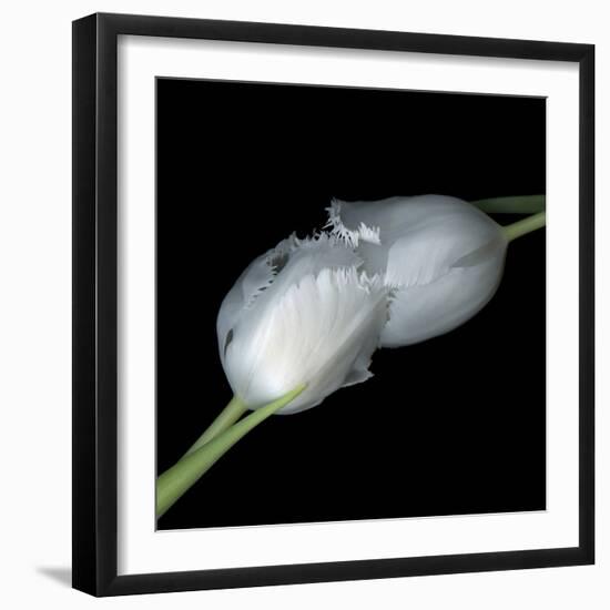 A Kiss To Build A Dream On - Tulips-Magda Indigo-Framed Photographic Print