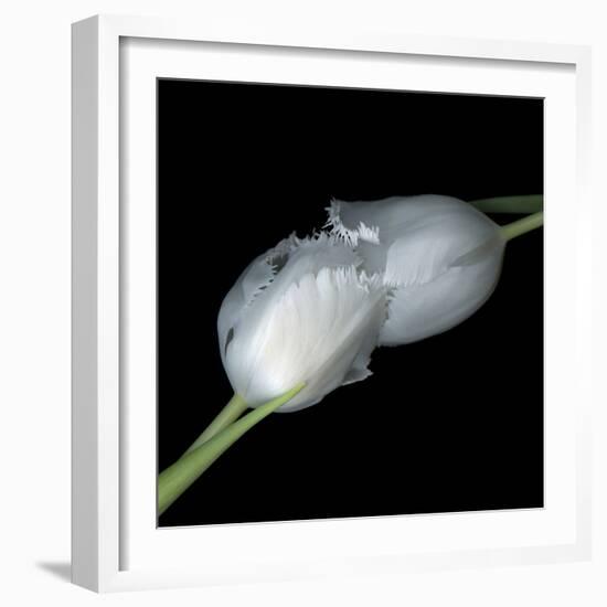 A Kiss To Build A Dream On - Tulips-Magda Indigo-Framed Photographic Print