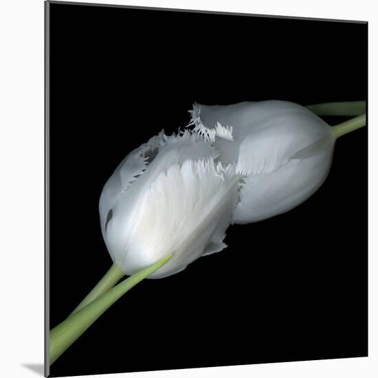 A Kiss To Build A Dream On - Tulips-Magda Indigo-Mounted Photographic Print