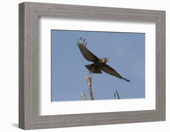 A kite in flight, Khwai Concession, Okavango Delta, Botswana, Africa-Sergio Pitamitz-Framed Photographic Print