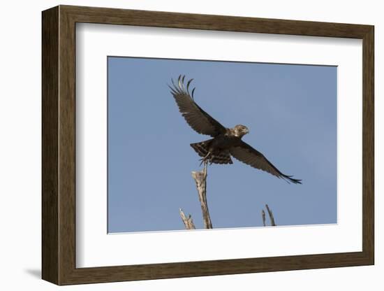 A kite in flight, Khwai Concession, Okavango Delta, Botswana, Africa-Sergio Pitamitz-Framed Photographic Print